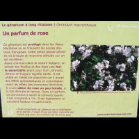 Geranium a long rhizome, Geranium Macrorrhizum (fam. Geraniacees) (Alpes occidentales) (texte)